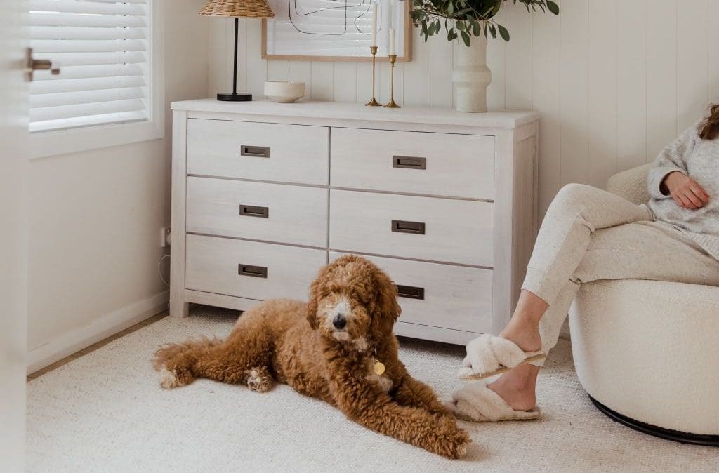 dog laying in front of chest of drawers